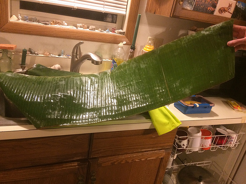 loooong banana leaf