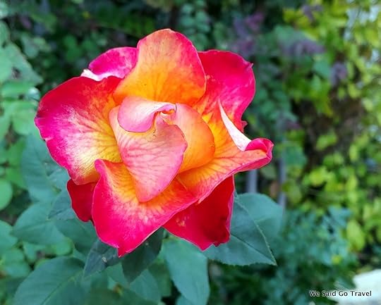 Rose By Lisa Niver with LGV40ThinQ