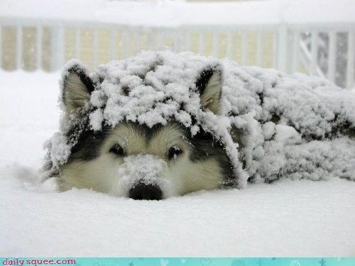 Image result for cute animals in snow