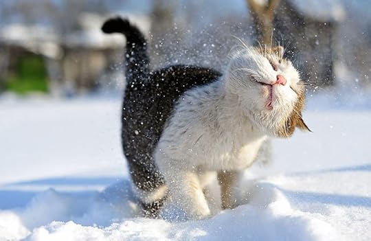 Image result for cute animals in snow