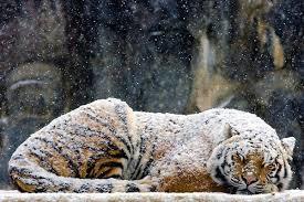 Image result for cute animals in snow