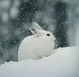 Image result for cute animals in snow