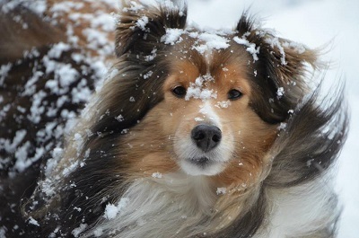 Image result for cute animals in snow