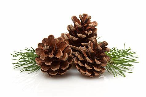 pine cones