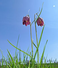 fritillaries