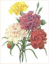 Carnations_redoute