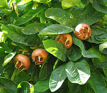 medlar