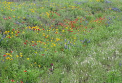 wildflowers