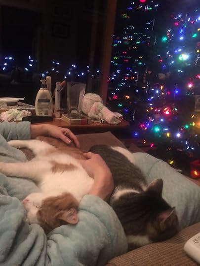 christmas-catnap