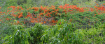 Flamboyant trees