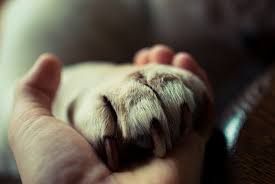 holding a dogs hand