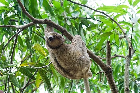 Sloth In Costa Rican Wildlife Rescue Volunteer Center