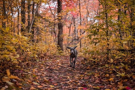 A Weimaraner puppy hiking New York trails in autumn