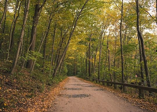 Bright trail hiking in the woods in fall