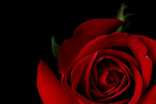 redrose.jpg