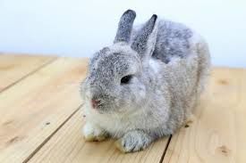 netherland dwarf rabbit
