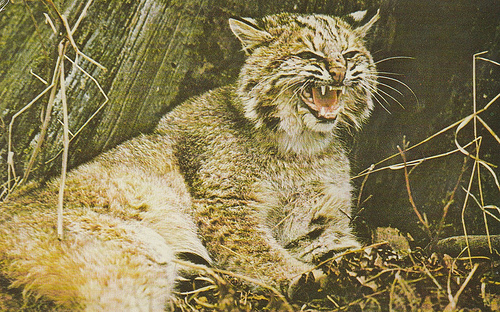 Bobcat