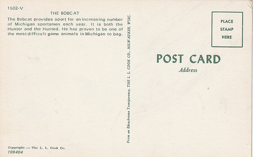 Bobcat (2)