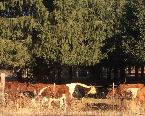 cows in the distance