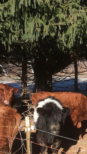 Black Cow
