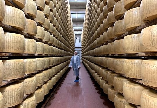 Parmesan cheese wheels in storage