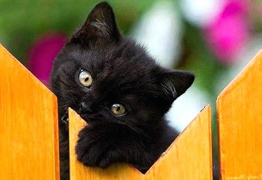 Image result for cute animals resolution