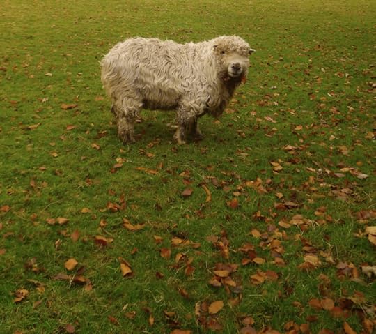 A neighbour's sheep
