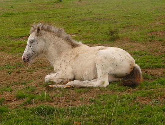 Dartmoor pony