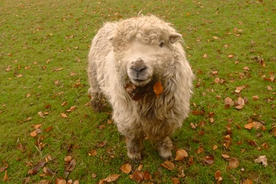 Sheep with leaf jewelry