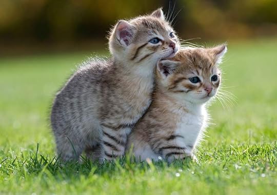 Image result for cute animals