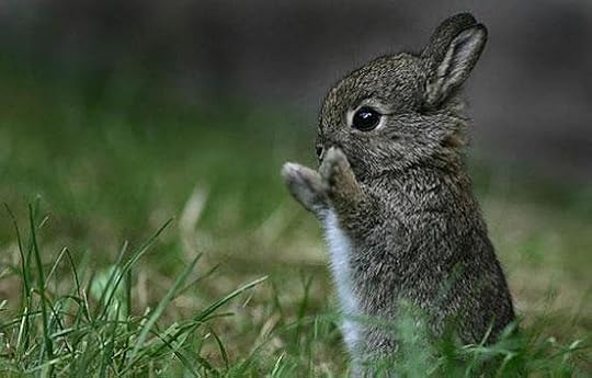 Image result for cute animals 