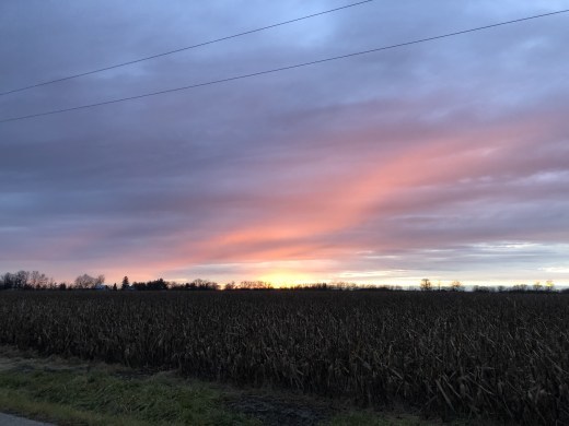 Unharvested corn field