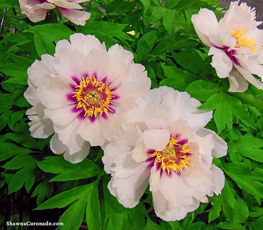 Tree peony shrubs