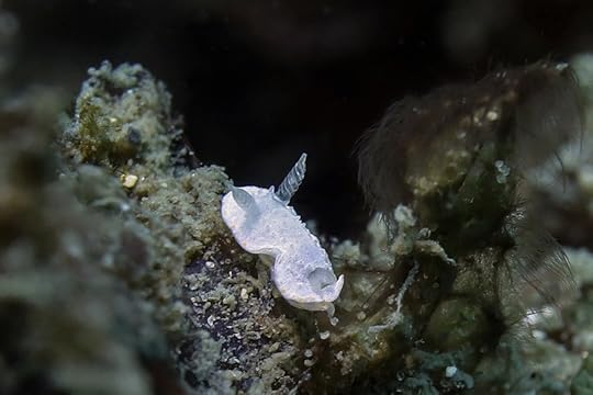 Diaphorodoris mitsuii_4133 ps17 LR1 cm