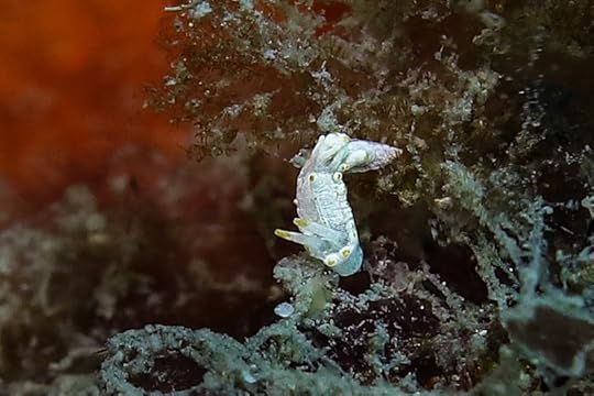 Goniodoridella savignyi 4117 - 27lr cm