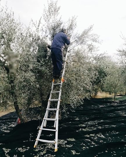 olive harvest in Tuscany