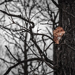 Bois-des-esprits, Winnipeg, Canada