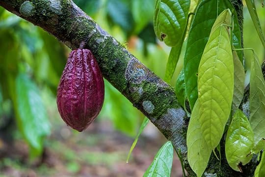 Cacao pod growing on a cacao tree in Costa Rica