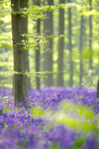 Forest of thin trees & purple f;pwers