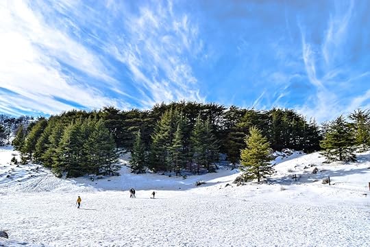 Green trees and snowy mountain at the Natural Forest Reserve Cedars, Baruk, Lebanon