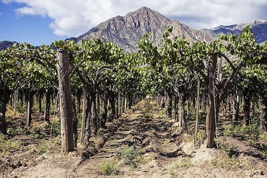 El Cafayate vineyards with mountain backdrop, Argentina