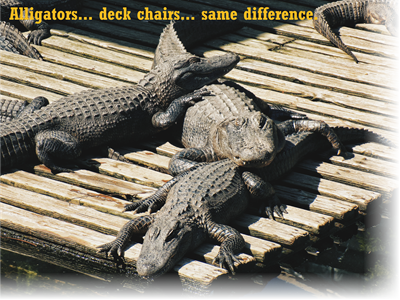 2019 themes for the year - alligators on a deck