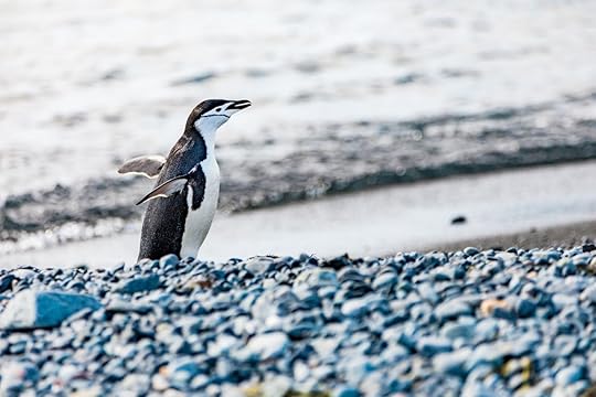 penguin walking on pebbles in antarctica