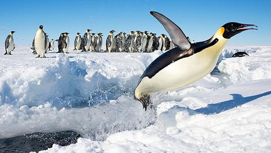 Group of penguins on iceberg