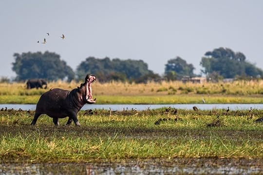 Hippo, with wide open mouth, running and dancing with small birds on the bank of the Chobe River, Botswana