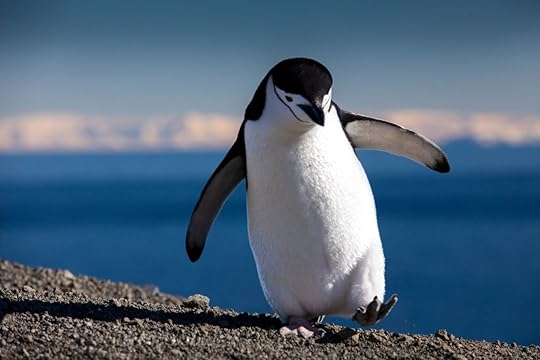 A Chinstrap Penguin walks precariously along the ridge of Bailey Head on Deception Island in Antarctica