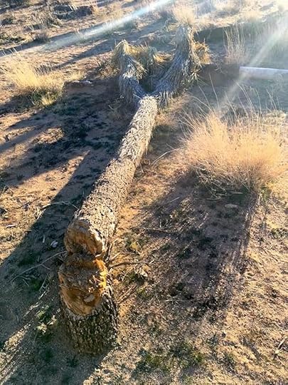 chopped down Joshua tree