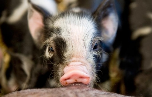  photo CutePig_zps01e59529.jpg