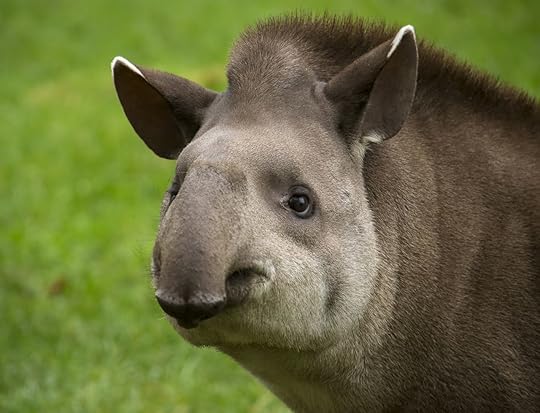 Closeup portrait of a tapir looking into the camera