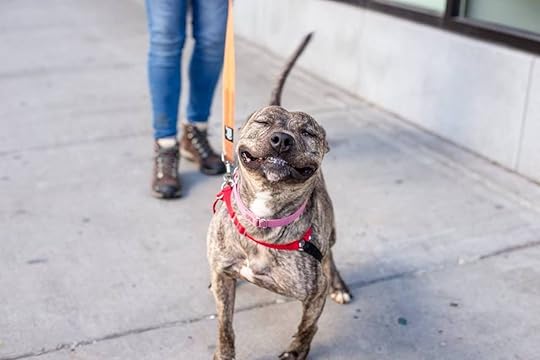 Dog smiling wide on the street